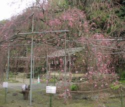 平野神社 紅しだれ桜