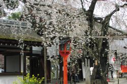 神門横の魁桜