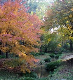 奈良の小川脇の紅葉